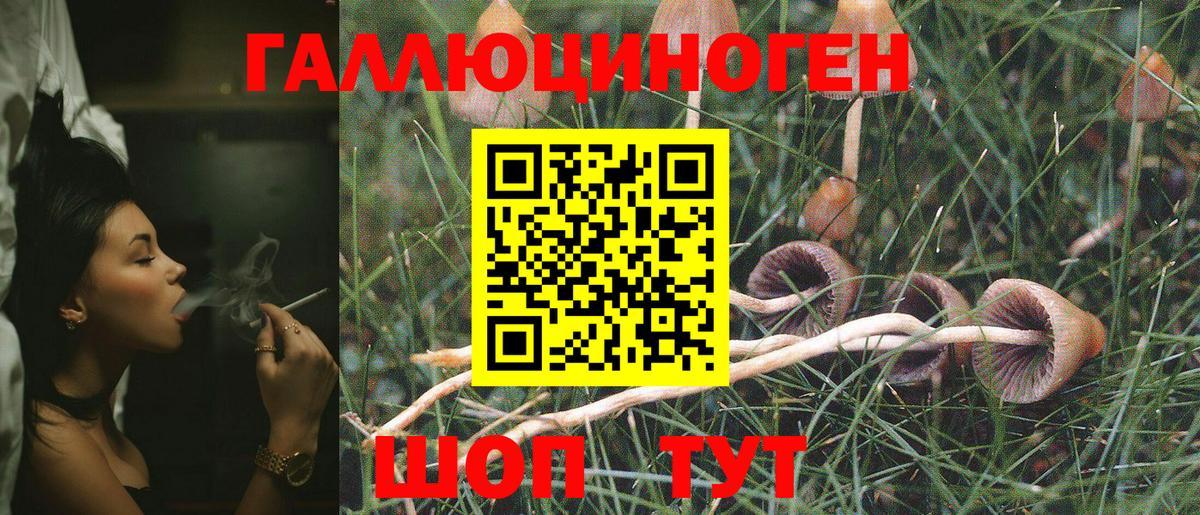Балахна  Галлюциногенные грибы Cubensis  Вход с VPN 